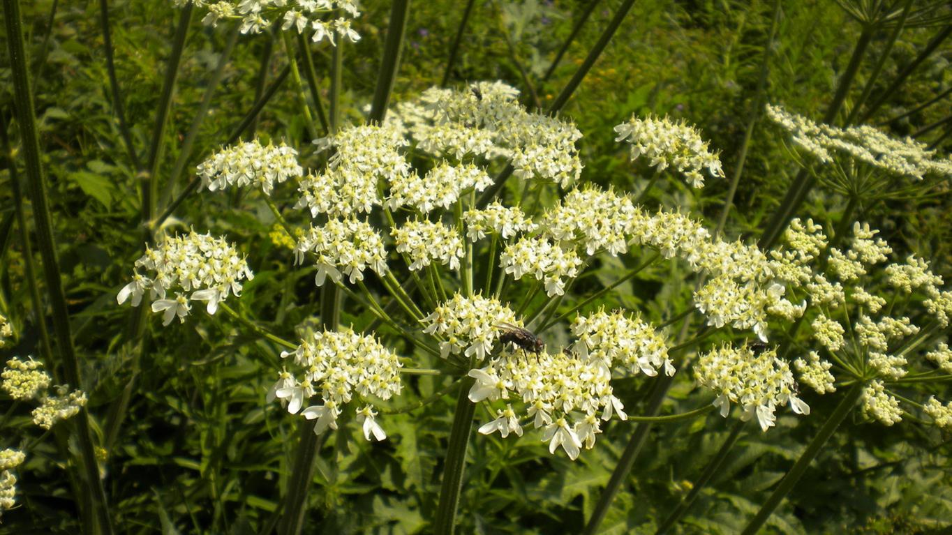 Valnontey - .Heracleum sphondylium